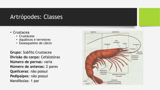 Artrópodes: Classes
• Crustacea
• Crustáceos
• Aquáticos e terrestres
• Exoesqueleto de cálcio
Grupo: Subfilo Crustacea
Divisão do corpo: Cefalotórax
Número de pernas: varia
Número de antenas: 2 pares
Quelíceras: não possui
Pedipalpos: não possui
Mandíbulas: 1 par
 