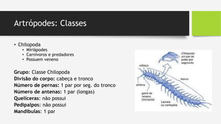 Artrópodes: Classes
• Chilopoda
• Miriápodes
• Carnívoros e predadores
• Possuem veneno
Grupo: Classe Chilopoda
Divisão do corpo: cabeça e tronco
Número de pernas: 1 par por seg. do tronco
Número de antenas: 1 par (longas)
Quelíceras: não possui
Pedipalpos: não possui
Mandíbulas: 1 par
 