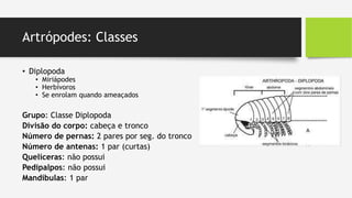 Artrópodes: Classes
• Diplopoda
• Miriápodes
• Herbívoros
• Se enrolam quando ameaçados
Grupo: Classe Diplopoda
Divisão do corpo: cabeça e tronco
Número de pernas: 2 pares por seg. do tronco
Número de antenas: 1 par (curtas)
Quelíceras: não possui
Pedipalpos: não possui
Mandíbulas: 1 par
 