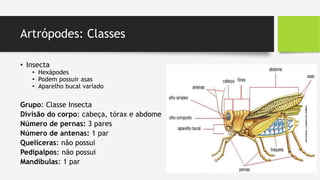 Artrópodes: Classes
• Insecta
• Hexápodes
• Podem possuir asas
• Aparelho bucal variado
Grupo: Classe Insecta
Divisão do corpo: cabeça, tórax e abdome
Número de pernas: 3 pares
Número de antenas: 1 par
Quelíceras: não possui
Pedipalpos: não possui
Mandíbulas: 1 par
 
