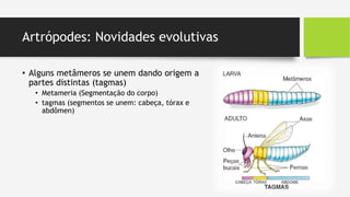 Artrópodes: Novidades evolutivas
• Alguns metâmeros se unem dando origem a
partes distintas (tagmas)
• Metameria (Segmentação do corpo)
• tagmas (segmentos se unem: cabeça, tórax e
abdômen)
 