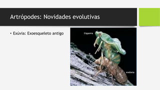 Artrópodes: Novidades evolutivas
• Exúvia: Exoesqueleto antigo
 
