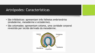 Artrópodes: Características
• São triblásticos: apresentam três folhetos embrionários
(endoderme, mesoderme e ectoderme).
• São celomados: apresentam celoma, uma cavidade corporal
revestida por tecido derivado da mesoderme.
 