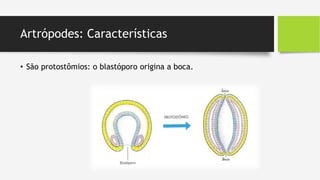 Artrópodes: Características
• São protostômios: o blastóporo origina a boca.
 