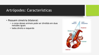 Artrópodes: Características
• Possuem simetria bilateral:
• o corpo desses animais pode ser dividido em duas
metades iguais
• lados direito e esquerdo
 