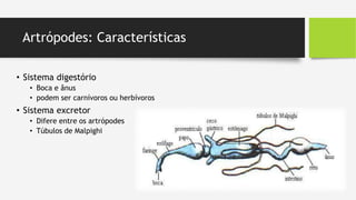 Artrópodes: Características
• Sistema digestório
• Boca e ânus
• podem ser carnívoros ou herbívoros
• Sistema excretor
• Difere entre os artrópodes
• Túbulos de Malpighi
 