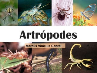 Artrópodes
Marcus Vinicius Cabral
 