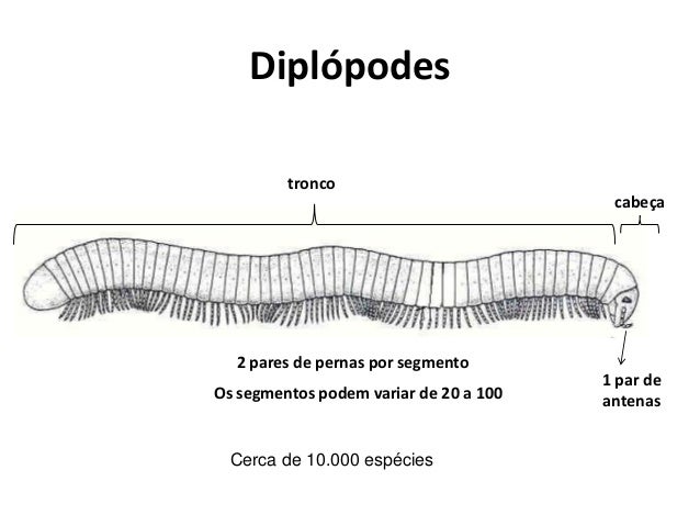 Resultado de imagem para Diplópode