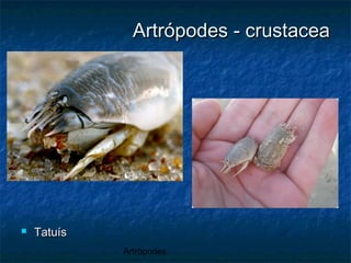 Artrópodes
Artrópodes - crustaceaArtrópodes - crustacea
 TatuísTatuís
 