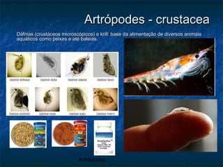 Artrópodes
Artrópodes - crustaceaArtrópodes - crustacea
Dáfnias (crustáceos microscópicos) e krill: base da alimentação de diversos animaisDáfnias (crustáceos microscópicos) e krill: base da alimentação de diversos animais
aquáticos como peixes e até baleias.aquáticos como peixes e até baleias.
 