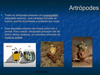 Artrópodes
ArtrópodesArtrópodes
 Todos os artrópodes possuem umTodos os artrópodes possuem um exoesqueletoexoesqueleto
(esqueleto externo), uma carapaça formada de(esqueleto externo), uma carapaça formada de
quitina, que lhe dá proteção e sustenta seu corpo.quitina, que lhe dá proteção e sustenta seu corpo.
 Esse esqueleto externo não cresce junto com oEsse esqueleto externo não cresce junto com o
animal. Para crescer, artrópodes precisam sair deanimal. Para crescer, artrópodes precisam sair de
dentro dessa carapaça, um processo chamado dedentro dessa carapaça, um processo chamado de
muda ou ecdisemuda ou ecdise..
 