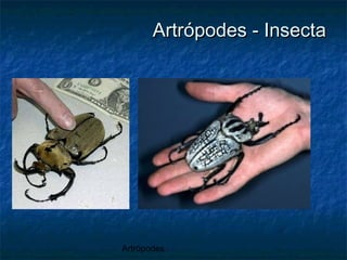 Artrópodes
Artrópodes - InsectaArtrópodes - Insecta
 
