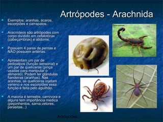 Artrópodes
Artrópodes - ArachnidaArtrópodes - Arachnida Exemplos: aranhas, ácaros,Exemplos: aranhas, ácaros,
escorpiões e carrapatos.escorpiões e carrapatos.
 Aracnídeos são artrópodes comAracnídeos são artrópodes com
corpo dividido em cefalotóraxcorpo dividido em cefalotórax
(cabeça+tórax) e abdome.(cabeça+tórax) e abdome.
 Possuem 4 pares de pernas ePossuem 4 pares de pernas e
NÃO possuem antenas.NÃO possuem antenas.
 Apresentam um par deApresentam um par de
pedipalpos (função sensorial) epedipalpos (função sensorial) e
um par de quelíceras (pinçaum par de quelíceras (pinça
usadas para manipular ousadas para manipular o
alimento). Podem ter glândulasalimento). Podem ter glândulas
fiandeiras (aranhas). Nasfiandeiras (aranhas). Nas
aranhas, as quelíceras injetamaranhas, as quelíceras injetam
veneno e nos escorpiões essaveneno e nos escorpiões essa
função é feita pelo aguilhão.função é feita pelo aguilhão.
 A maioria é terrestre, carnívora eA maioria é terrestre, carnívora e
alguns tem importância médicaalguns tem importância médica
(peçonhentos, sarna,vetores,(peçonhentos, sarna,vetores,
parasitas...)parasitas...)
 