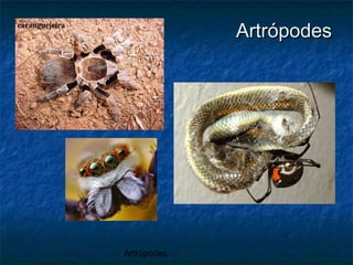 Artrópodes
ArtrópodesArtrópodes
 
