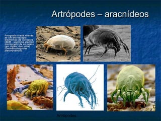 Artrópodes
Artrópodes – aracnídeosArtrópodes – aracnídeos
Fotografia tirada atravésFotografia tirada através
de um Microscópiode um Microscópio
electrónico de varreduraelectrónico de varredura
(SEM - scanning electron(SEM - scanning electron
micrograph) de um ácaromicrograph) de um ácaro
(em inglês: dust mite)(em inglês: dust mite)
(Dermatophagoides(Dermatophagoides
pteronyssinus).pteronyssinus).
 