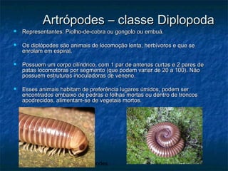 Artrópodes
Artrópodes – classe DiplopodaArtrópodes – classe Diplopoda
 Representantes: Piolho-de-cobra ou gongolo ou embuá.Representantes: Piolho-de-cobra ou gongolo ou embuá.
 Os diplópodes são animais de locomoção lenta, herbívoros e que seOs diplópodes são animais de locomoção lenta, herbívoros e que se
enrolam em espiral.enrolam em espiral.
 Possuem um corpo cilíndrico, com 1 par de antenas curtas e 2 pares dePossuem um corpo cilíndrico, com 1 par de antenas curtas e 2 pares de
patas locomotoras por segmento (que podem variar de 20 a 100). Nãopatas locomotoras por segmento (que podem variar de 20 a 100). Não
possuem estruturas inoculadoras de veneno.possuem estruturas inoculadoras de veneno.
 Esses animais habitam de preferência lugares úmidos, podem serEsses animais habitam de preferência lugares úmidos, podem ser
encontrados embaixo de pedras e folhas mortas ou dentro de troncosencontrados embaixo de pedras e folhas mortas ou dentro de troncos
apodrecidos, alimentam-se de vegetais mortos.apodrecidos, alimentam-se de vegetais mortos.
 