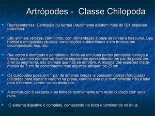 Artrópodes
Artrópodes - Classe ChilopodaArtrópodes - Classe Chilopoda
 Representantes: Centopéia ou lacraia (Atualmente existem mais de 581 espéciesRepresentantes: Centopéia ou lacraia (Atualmente existem mais de 581 espécies
descritas).descritas).
 São animais velozes, carnívoros, com alimentação à base de larvas e besouros. SeuSão animais velozes, carnívoros, com alimentação à base de larvas e besouros. Seu
habitat é em galerias pluviais, canalizações subterrâneas e em troncos emhabitat é em galerias pluviais, canalizações subterrâneas e em troncos em
decomposição, lixo, etc.decomposição, lixo, etc.
 Seu corpo é alongado e achatado e divide-se em duas partes principais: cabeça eSeu corpo é alongado e achatado e divide-se em duas partes principais: cabeça e
tronco, com um número variável de segmentos apresentando um par de patas portronco, com um número variável de segmentos apresentando um par de patas por
anel ou segmento, são animais que não se enrolam. A maioria das espécies medeanel ou segmento, são animais que não se enrolam. A maioria das espécies mede
menos de 5 cm de comprimento mas algumas atingem os 25 cm.menos de 5 cm de comprimento mas algumas atingem os 25 cm.
 Os quilópodes possuem 1 par de antenas longas e possuem garras (forcípulas)Os quilópodes possuem 1 par de antenas longas e possuem garras (forcípulas)
utilizadas para injetar o veneno na presa, veneno este que normalmente não é letalutilizadas para injetar o veneno na presa, veneno este que normalmente não é letal
para o homem, porém causa muita dor.para o homem, porém causa muita dor.
 A reprodução é sexuada e as fêmeas normalmente tem muito cuidado com seusA reprodução é sexuada e as fêmeas normalmente tem muito cuidado com seus
ovos.ovos.
 O sistema digestivo é completo, começando na boca e terminando no ânus.O sistema digestivo é completo, começando na boca e terminando no ânus.
 