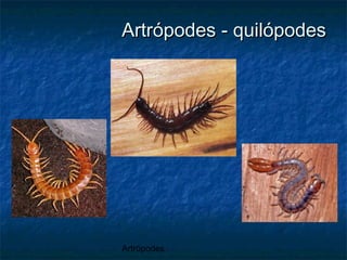 Artrópodes
Artrópodes - quilópodesArtrópodes - quilópodes
 