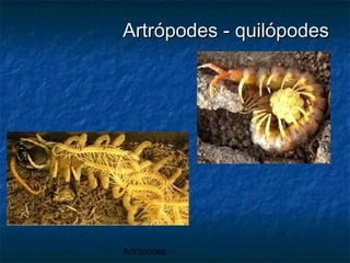 Artrópodes
Artrópodes - quilópodesArtrópodes - quilópodes
 