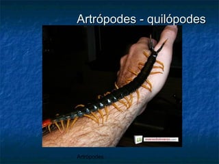 Artrópodes
Artrópodes - quilópodesArtrópodes - quilópodes
 