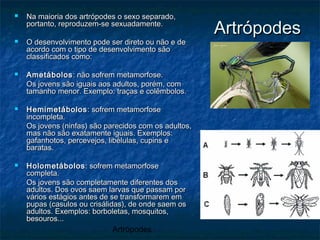 Artrópodes
ArtrópodesArtrópodes
 Na maioria dos artrópodes o sexo separado,Na maioria dos artrópodes o sexo separado,
portanto, reproduzem-se sexuadamente.portanto, reproduzem-se sexuadamente.
 O desenvolvimento pode ser direto ou não e deO desenvolvimento pode ser direto ou não e de
acordo com o tipo de desenvolvimento sãoacordo com o tipo de desenvolvimento são
classificados como:classificados como:
 AmetábolosAmetábolos : não sofrem metamorfose.: não sofrem metamorfose.
Os jovens são iguais aos adultos, porém, comOs jovens são iguais aos adultos, porém, com
tamanho menor. Exemplo: traças e colêmbolos.tamanho menor. Exemplo: traças e colêmbolos.
 HemimetábolosHemimetábolos : sofrem metamorfose: sofrem metamorfose
incompleta.incompleta.
Os jovens (ninfas) são parecidos com os adultos,Os jovens (ninfas) são parecidos com os adultos,
mas não são exatamente iguais. Exemplos:mas não são exatamente iguais. Exemplos:
gafanhotos, percevejos, libélulas, cupins egafanhotos, percevejos, libélulas, cupins e
baratas.baratas.
 HolometábolosHolometábolos: sofrem metamorfose: sofrem metamorfose
completa.completa.
Os jovens são completamente diferentes dosOs jovens são completamente diferentes dos
adultos. Dos ovos saem larvas que passam poradultos. Dos ovos saem larvas que passam por
vários estágios antes de se transformarem emvários estágios antes de se transformarem em
pupas (casulos ou crisálidas), de onde saem ospupas (casulos ou crisálidas), de onde saem os
adultos. Exemplos: borboletas, mosquitos,adultos. Exemplos: borboletas, mosquitos,
besouros...besouros...
 