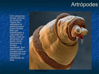 Artrópodes
Com pequenosCom pequenos
dentes caninos,dentes caninos,
as larvas deas larvas de
mosca sãomosca são
utilizadas nautilizadas na
medicina paramedicina para
limpar feridas.limpar feridas.
Elas sãoElas são
esterilizadas eesterilizadas e
colocadas nacolocadas na
ferida, onde seferida, onde se
alimentam dealimentam de
tecido morto,tecido morto,
deixando osdeixando os
tecidostecidos
saudáveis. Suasaudáveis. Sua
saliva contémsaliva contém
substâncias anti-substâncias anti-
bacterianas quebacterianas que
mantém amantém a
esterilidade daesterilidade da
área.área.
ArtrópodesArtrópodes
 