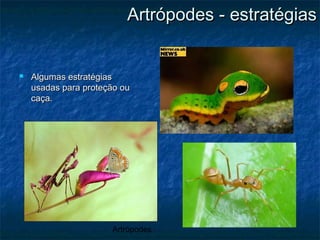 Artrópodes
Artrópodes - estratégiasArtrópodes - estratégias
 Algumas estratégiasAlgumas estratégias
usadas para proteção ouusadas para proteção ou
caça.caça.
 