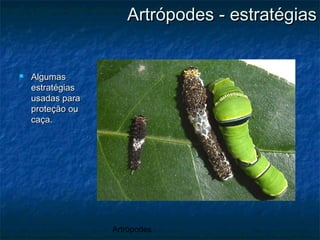 Artrópodes
Artrópodes - estratégiasArtrópodes - estratégias
 AlgumasAlgumas
estratégiasestratégias
usadas parausadas para
proteção ouproteção ou
caça.caça.
 