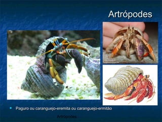 Artrópodes
ArtrópodesArtrópodes
 Paguro ou caranguejo-eremita ou caranguejo-ermitãoPaguro ou caranguejo-eremita ou caranguejo-ermitão
 