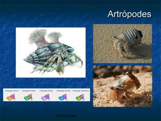 Artrópodes
ArtrópodesArtrópodes
 