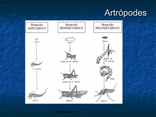 Artrópodes
ArtrópodesArtrópodes
 
