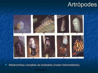 Artrópodes
 Metamorfose completa da borboleta (inseto holometábolo).Metamorfose completa da borboleta (inseto holometábolo).
ArtrópodesArtrópodes
 