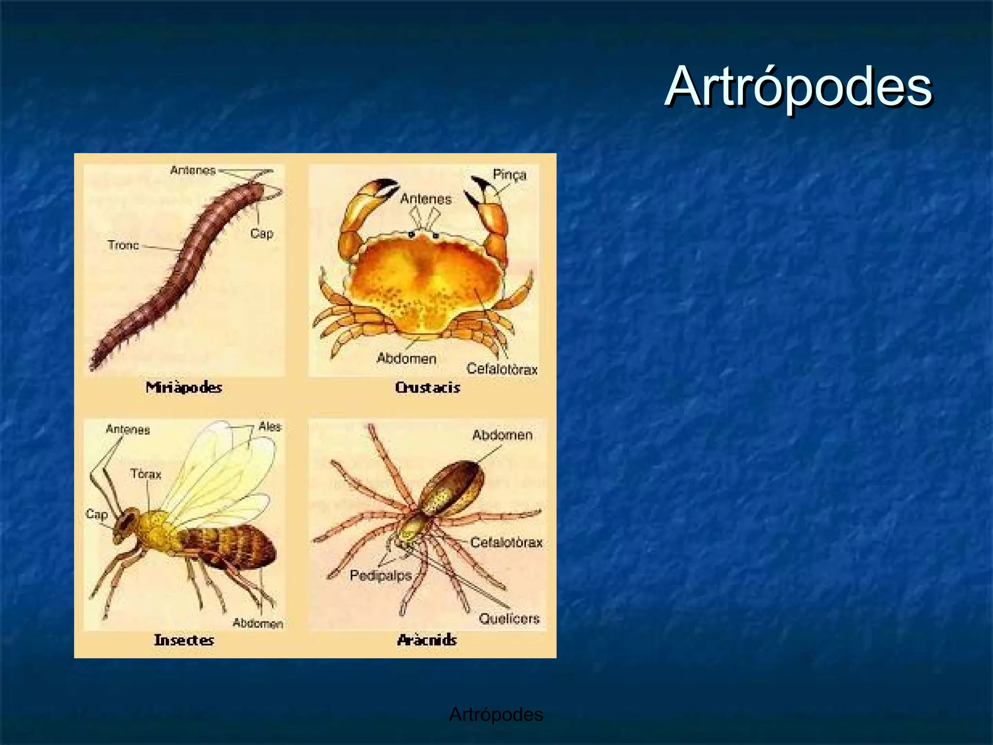 Artrópodes 