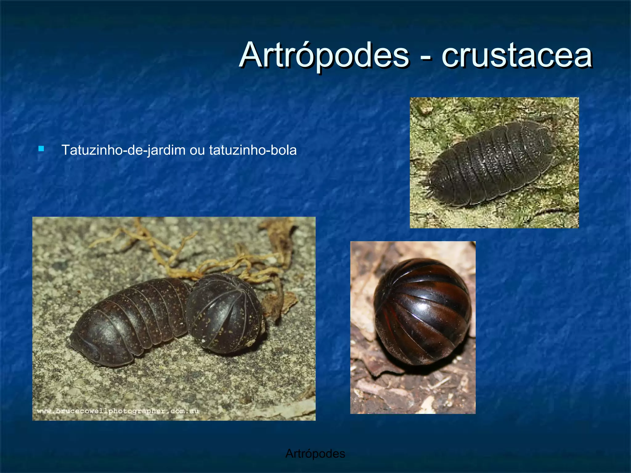 Artrópodes - crustacea Tatuzinho-de-jardim ou tatuzinho-bola 