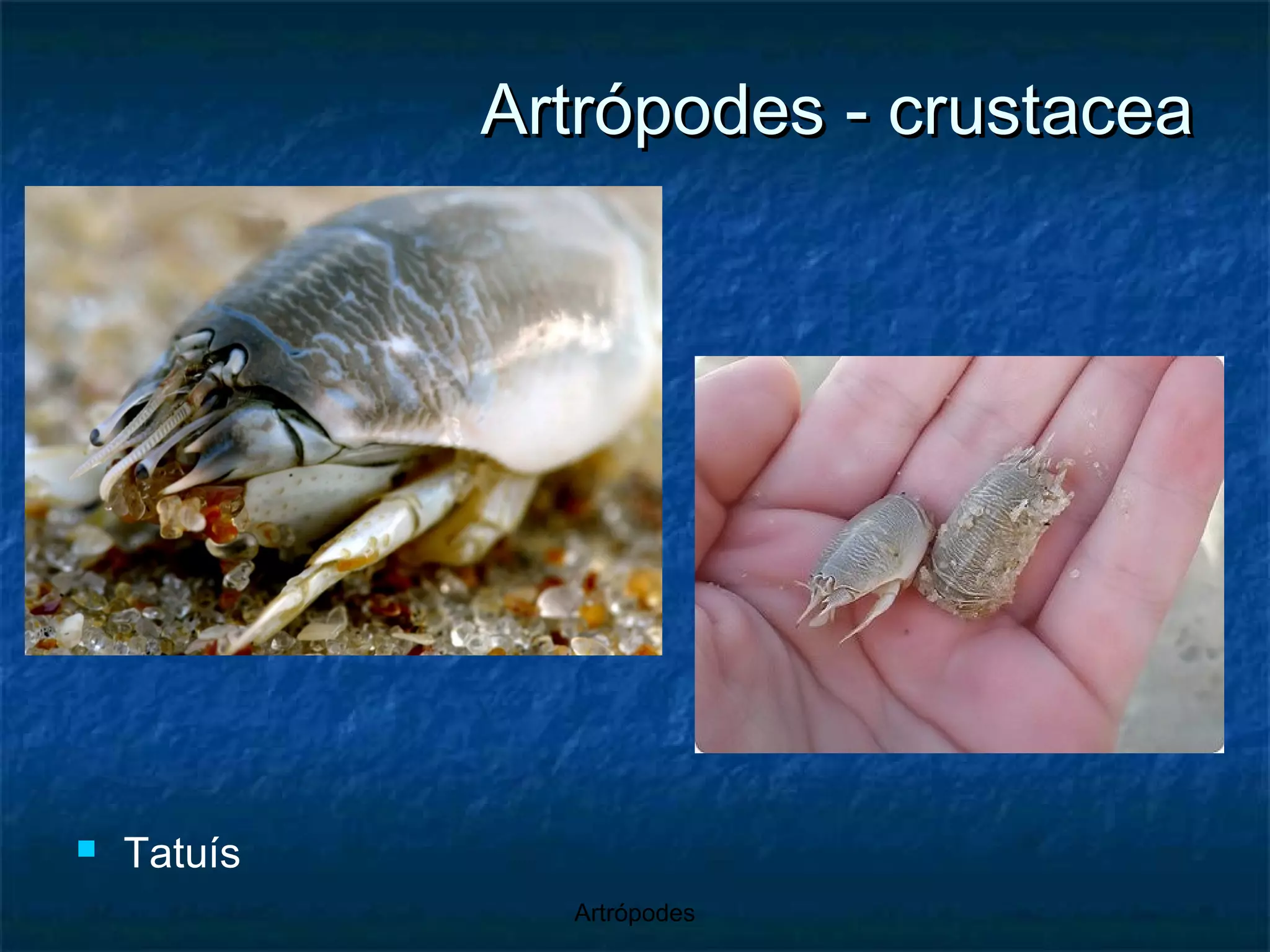 Artrópodes - crustacea Tatuís 