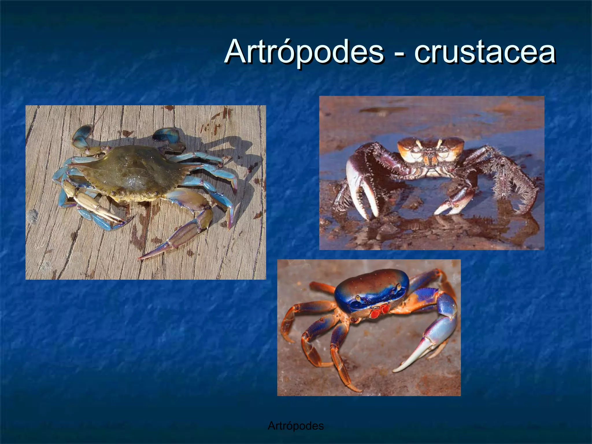 Artrópodes - crustacea 