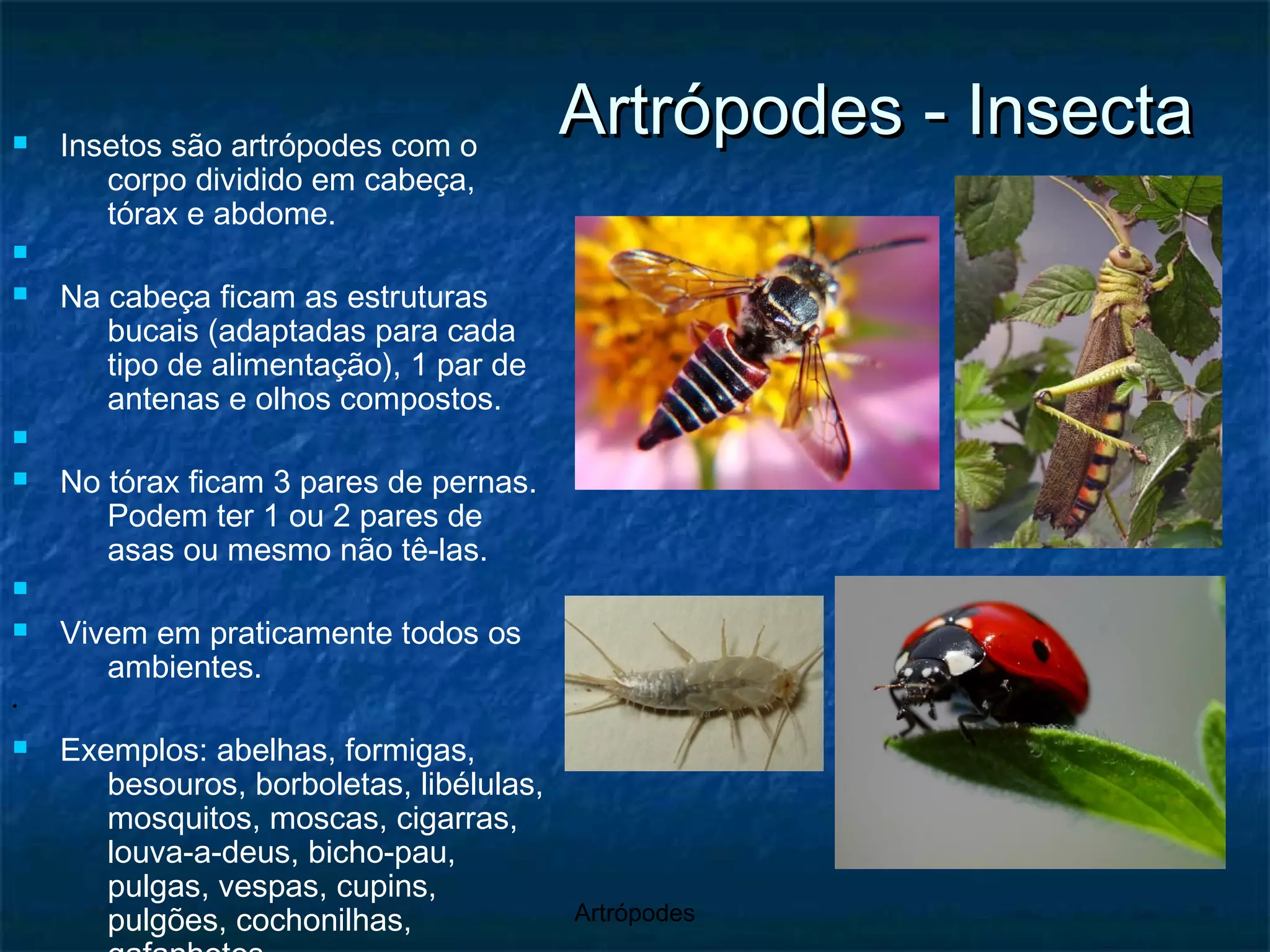 Artrópodes - Insecta Insetos são artrópodes com o corpo dividido em cabeça, tórax e abdome. Na cabeça ficam as estruturas bucais (adaptadas para cada tipo de alimentação), 1 par de antenas e olhos compostos. No tórax ficam 3 pares de pernas. Podem ter 1 ou 2 pares de asas ou mesmo não tê-las. Vivem em praticamente todos os ambientes. Exemplos: abelhas, formigas, besouros, borboletas, libélulas, mosquitos, moscas, cigarras, louva-a-deus, bicho-pau, pulgas, vespas, cupins, pulgões, cochonilhas, gafanhotos... 