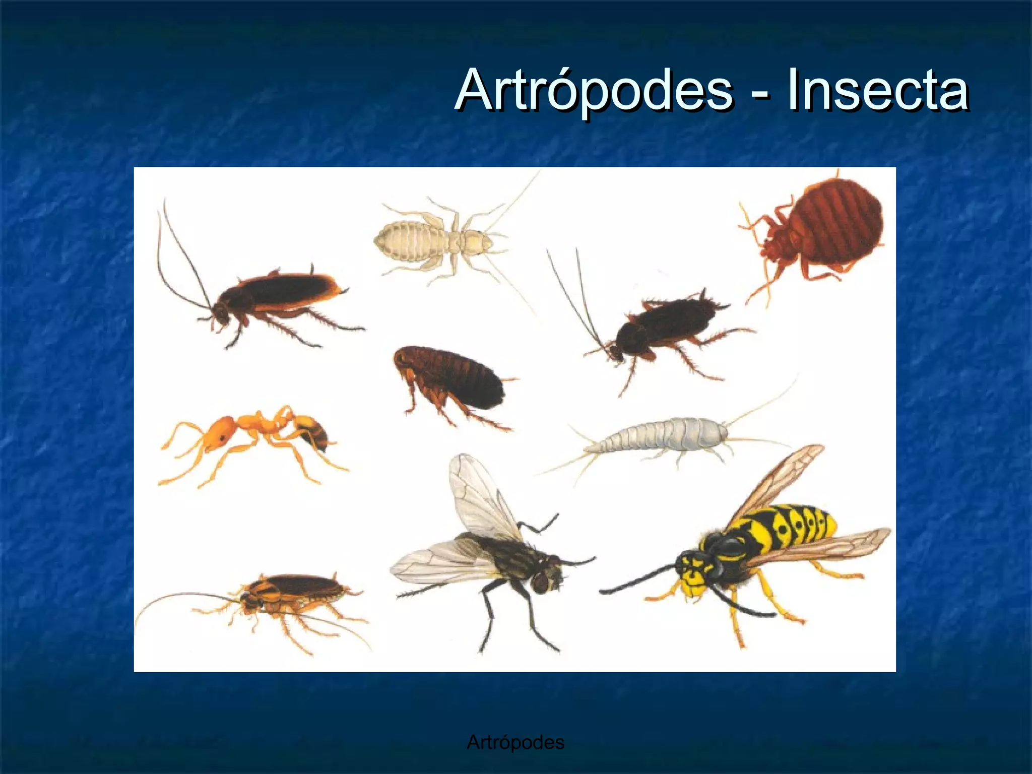 Artrópodes - Insecta 