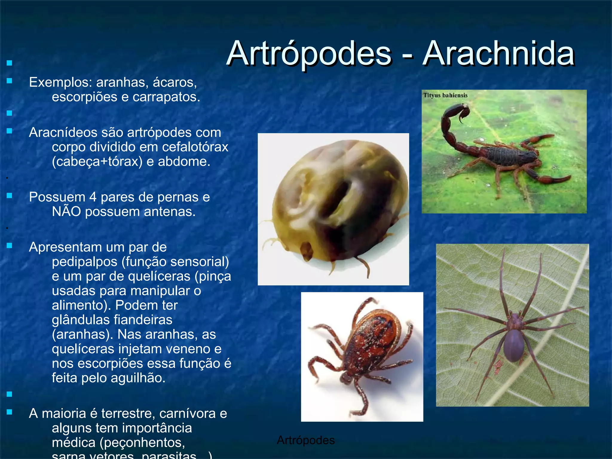 Artrópodes - Arachnida Exemplos: aranhas, ácaros, escorpiões e carrapatos. Aracnídeos são artrópodes com corpo dividido em cefalotórax (cabeça+tórax) e abdome. Possuem 4 pares de pernas e NÃO possuem antenas. Apresentam um par de pedipalpos (função sensorial) e um par de quelíceras (pinça usadas para manipular o alimento). Podem ter glândulas fiandeiras (aranhas). Nas aranhas, as quelíceras injetam veneno e nos escorpiões essa função é feita pelo aguilhão. A maioria é terrestre, carnívora e alguns tem importância médica (peçonhentos, sarna,vetores, parasitas...) 