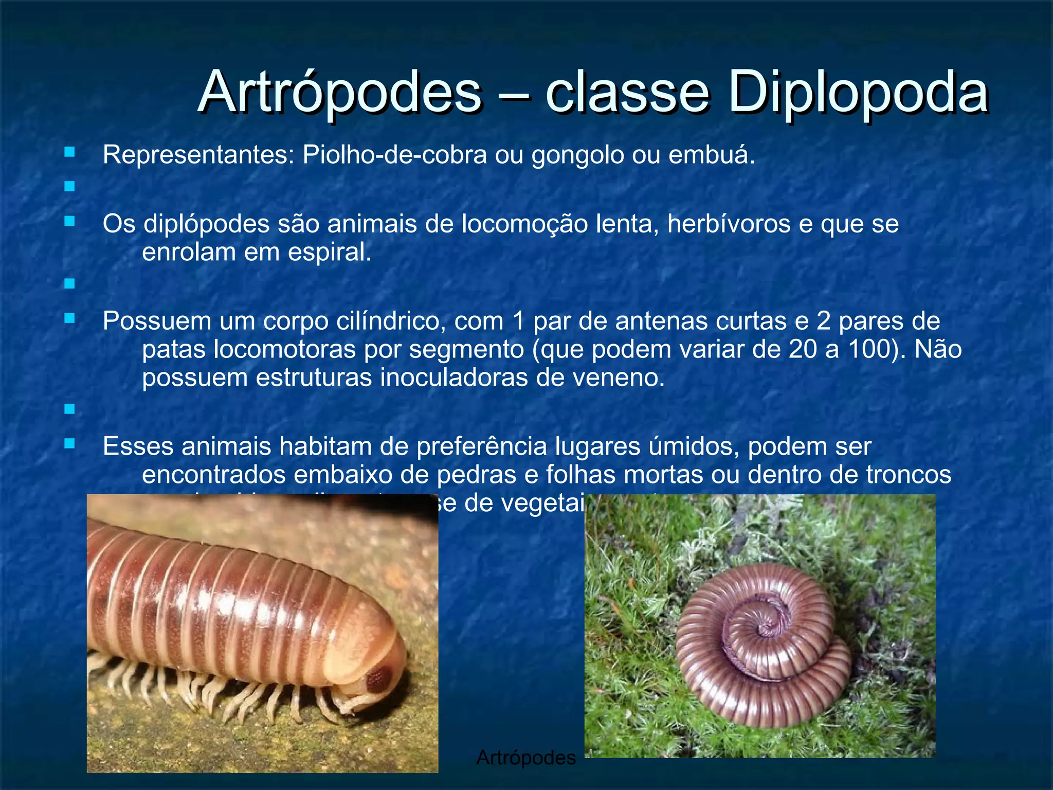 Artrópodes – classe Diplopoda Representantes: Piolho-de-cobra ou gongolo ou embuá. Os diplópodes são animais de locomoção lenta, herbívoros e que se enrolam em espiral. Possuem um corpo cilíndrico, com 1 par de antenas curtas e 2 pares de patas locomotoras por segmento (que podem variar de 20 a 100). Não possuem estruturas inoculadoras de veneno. Esses animais habitam de preferência lugares úmidos, podem ser encontrados embaixo de pedras e folhas mortas ou dentro de troncos apodrecidos, alimentam-se de vegetais mortos. 