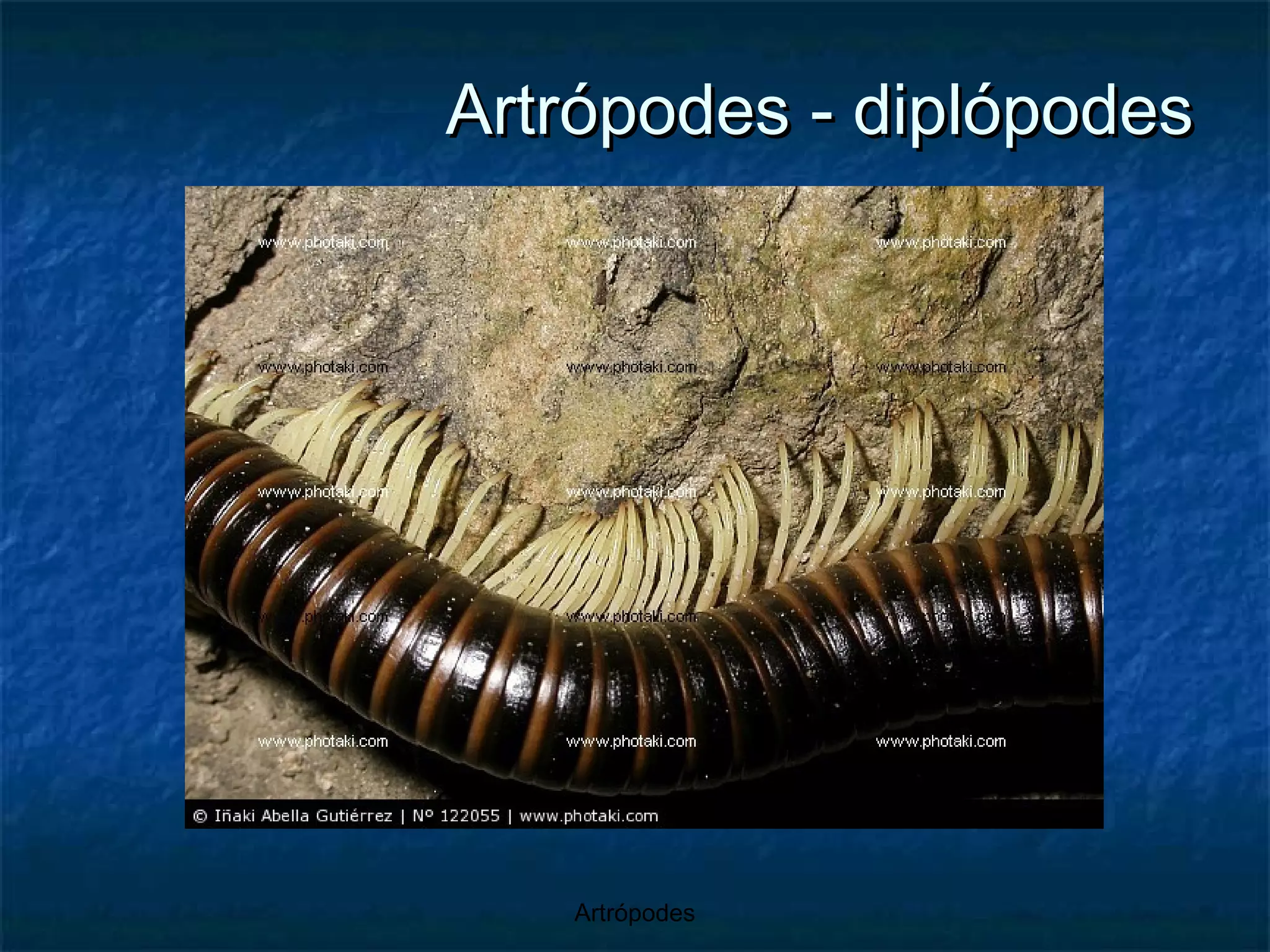 Artrópodes - diplópodes 