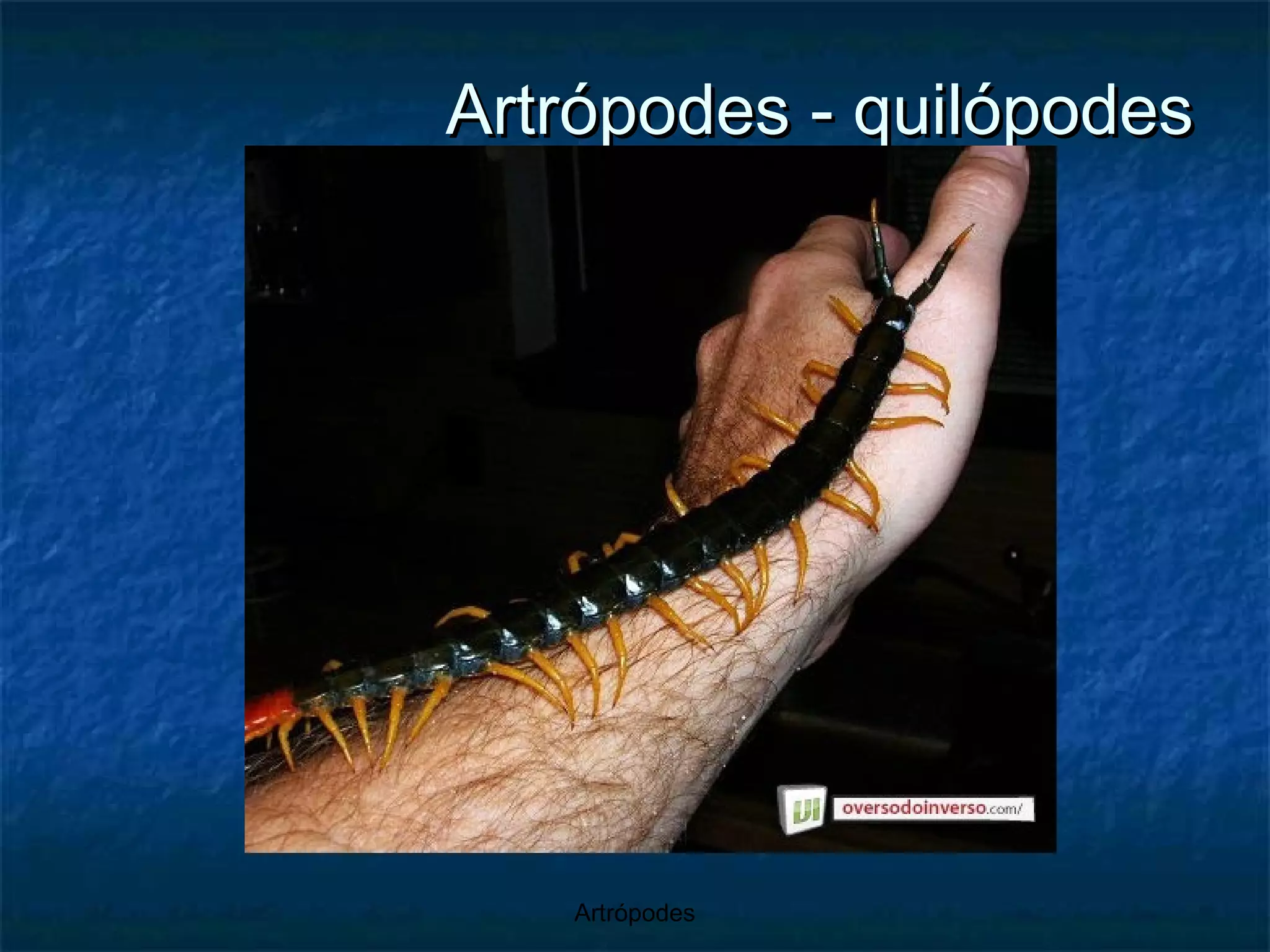 Artrópodes - quilópodes 