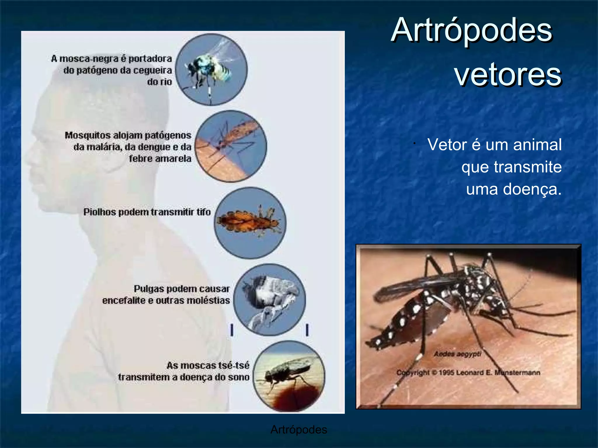 Artrópodes  vetores Vetor é um animal que transmite uma doença. 