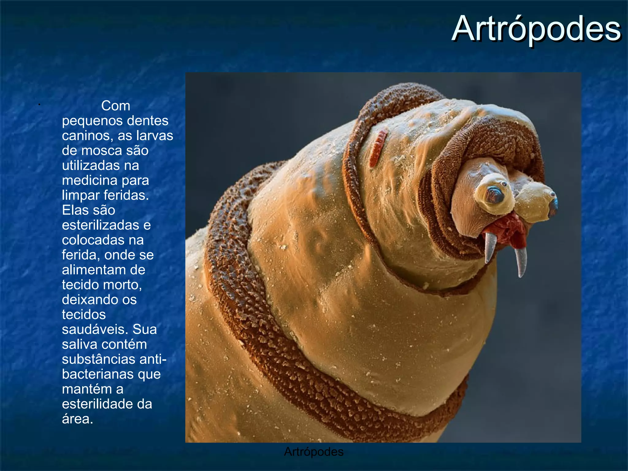 Com pequenos dentes caninos, as larvas de mosca são utilizadas na medicina para limpar feridas. Elas são esterilizadas e colocadas na ferida, onde se alimentam de tecido morto, deixando os tecidos saudáveis. Sua saliva contém substâncias anti-bacterianas que mantém a esterilidade da área. Artrópodes 