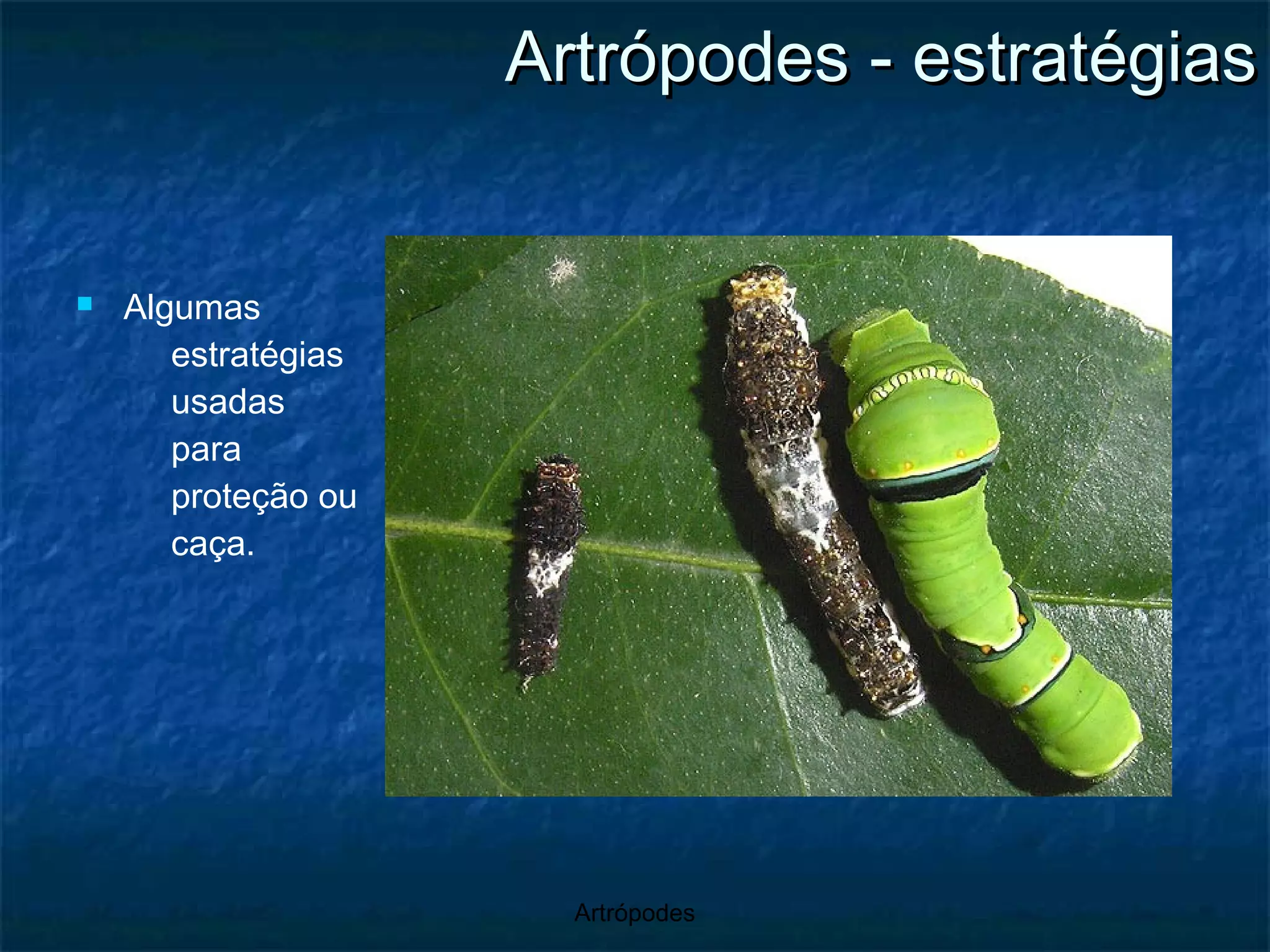 Artrópodes - estratégias Algumas estratégias usadas para proteção ou caça. 