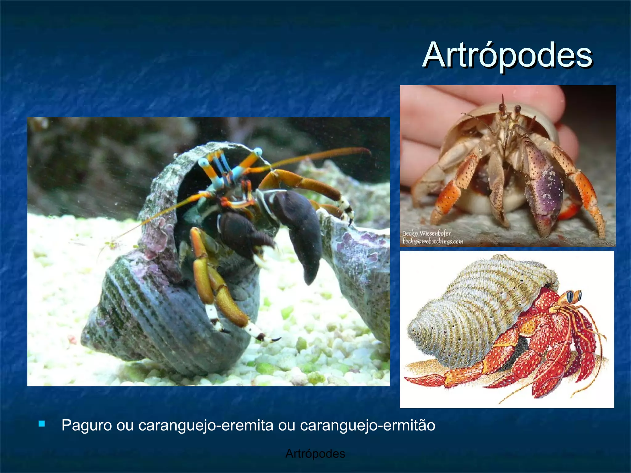 Artrópodes Paguro ou caranguejo-eremita ou caranguejo-ermitão 