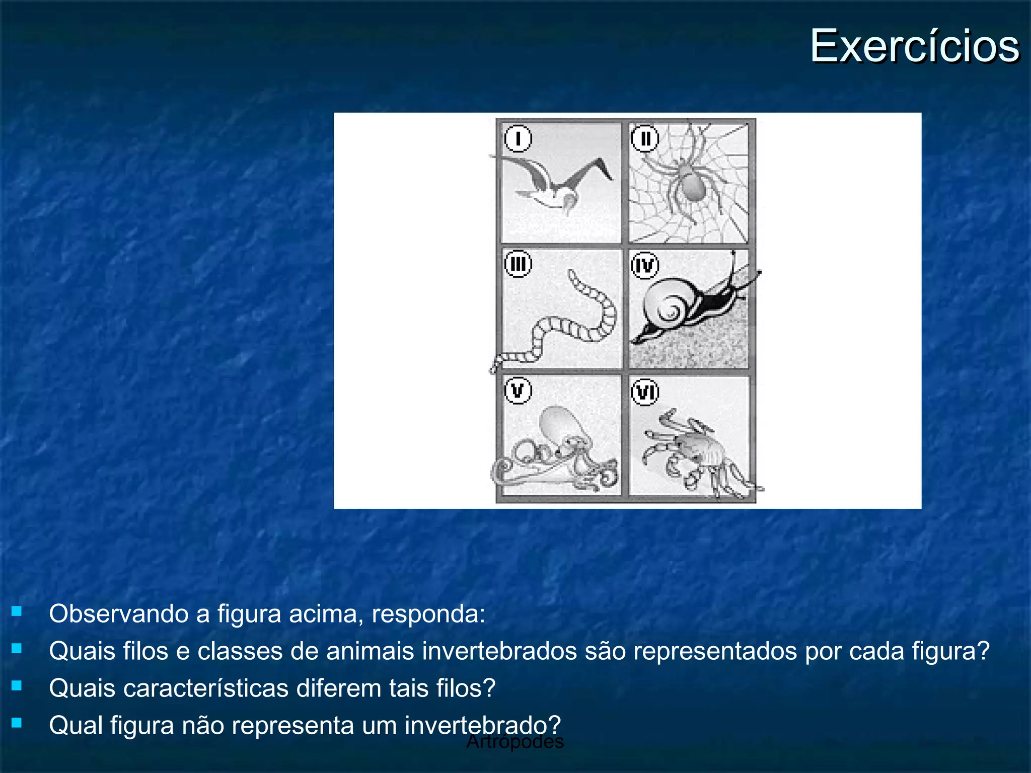 Exercícios Observando a figura acima, responda: Quais filos e classes de animais invertebrados são representados por cada figura? Quais características diferem tais filos? Qual figura não representa um invertebrado? 