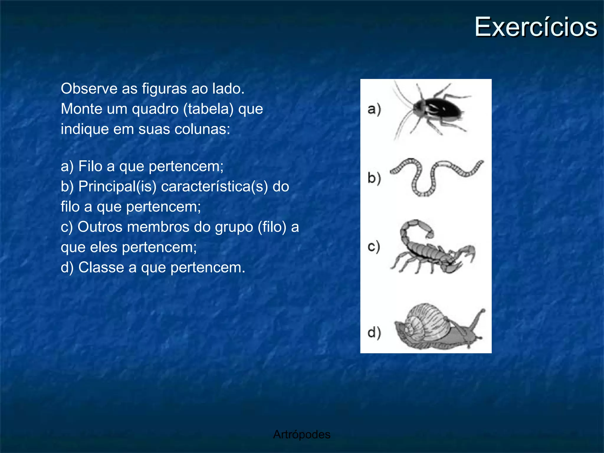 Exercícios Observe as figuras ao lado. Monte um quadro (tabela) que indique em suas colunas: a) Filo a que pertencem; b) Principal(is) característica(s) do filo a que pertencem; c) Outros membros do grupo (filo) a que eles pertencem; d) Classe a que pertencem. 