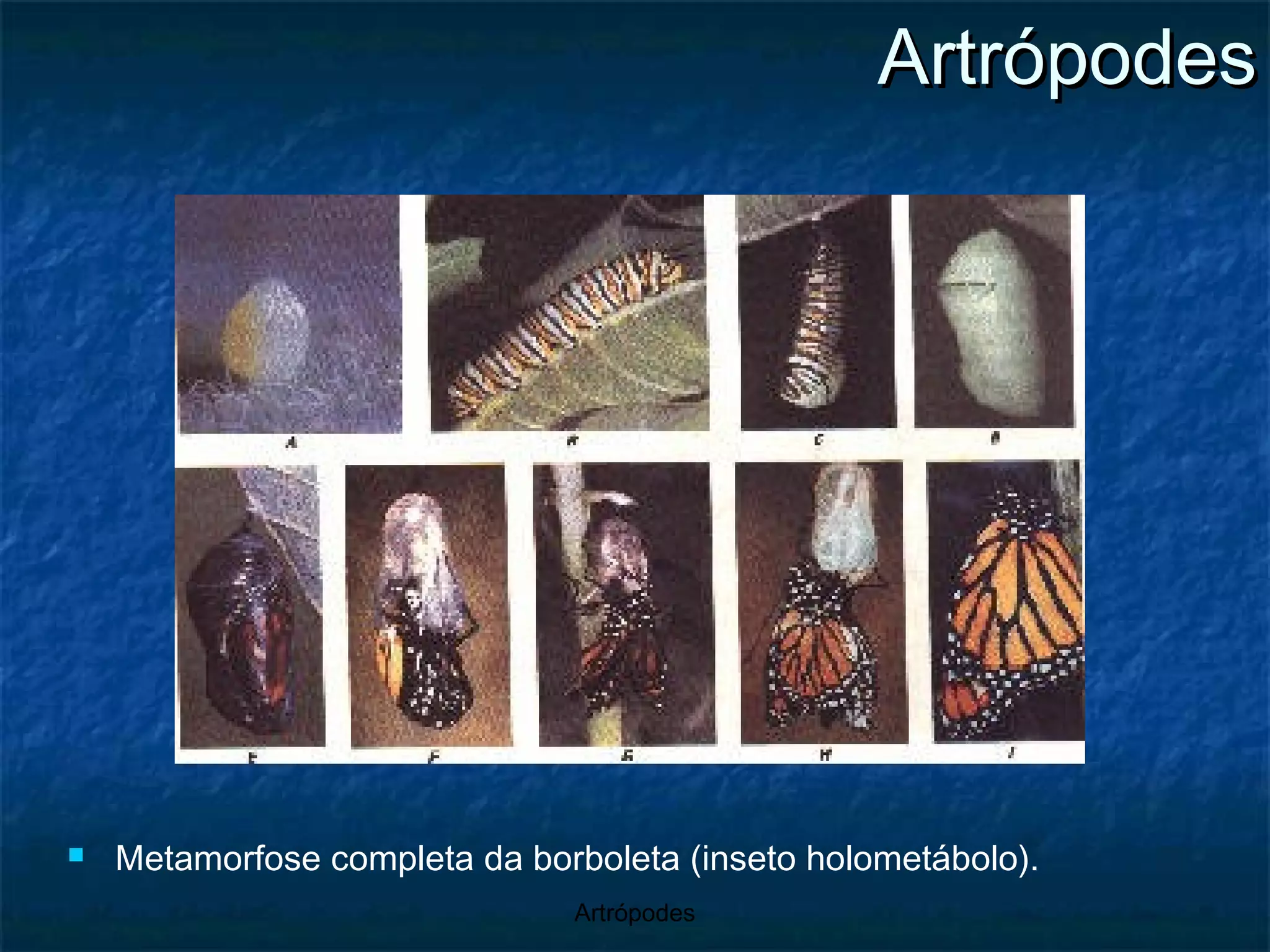 Metamorfose completa da borboleta (inseto holometábolo). Artrópodes 