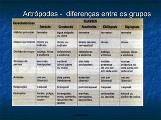 Artrópodes -  diferenças entre os grupos 